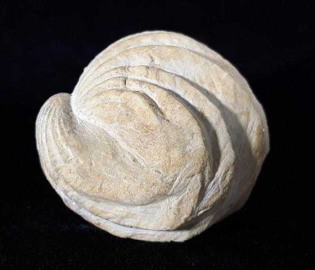 Burmirhynchia decorata (SCHLOTHEIM 1820) - Bild © FossNet FossilienStore